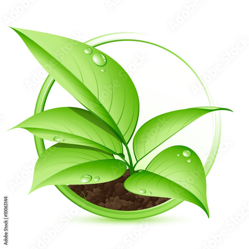 Plante verte