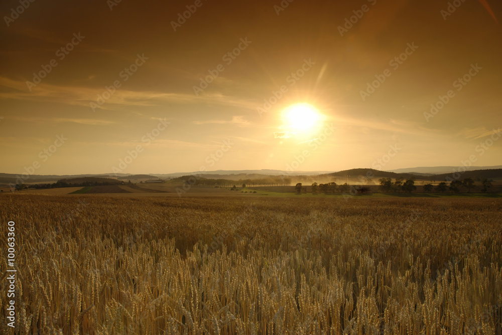 Sun is setting over the field of wheat