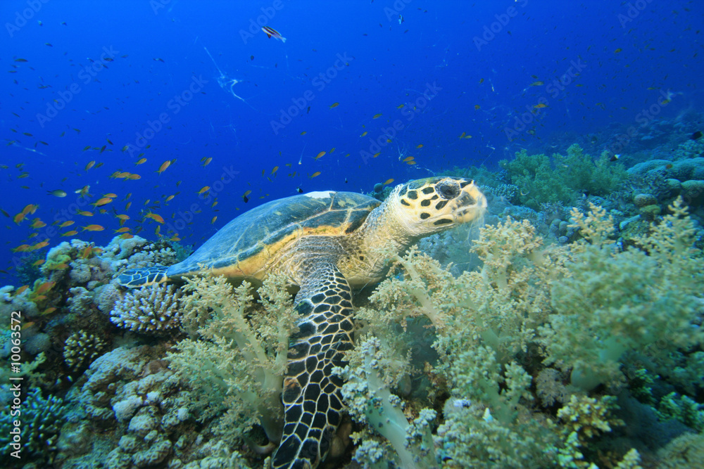 Obraz premium Hawksbill turtle feeding on soft corals