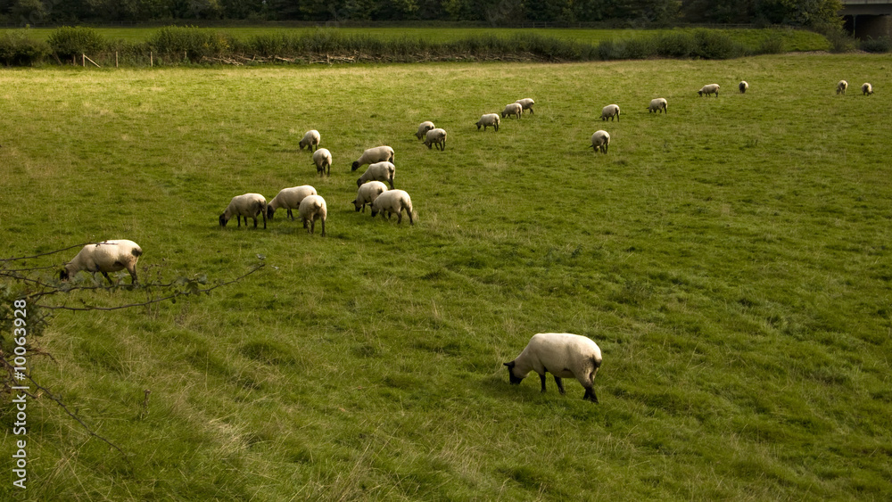 sheep animal farm farming agriculture wool livestock animal