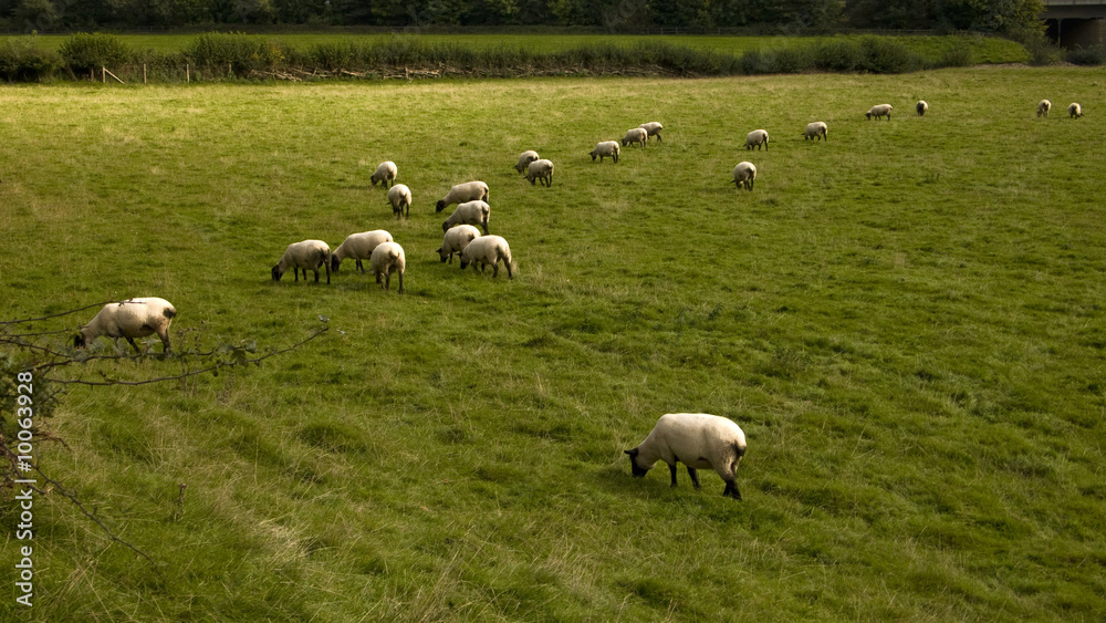 sheep animal farm farming agriculture wool livestock animal sheep animal farm farming agriculture wool livestock animal