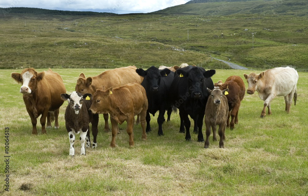 A field of different types of Cows