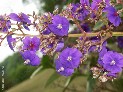 tibouchina photo