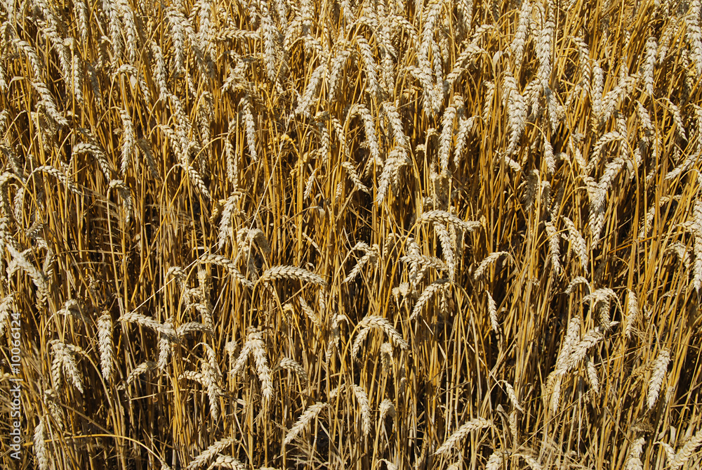 Field full of golden ears - good for background Field full of golden ears - good for background
