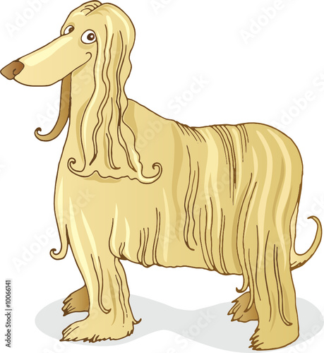 afghan hound dog