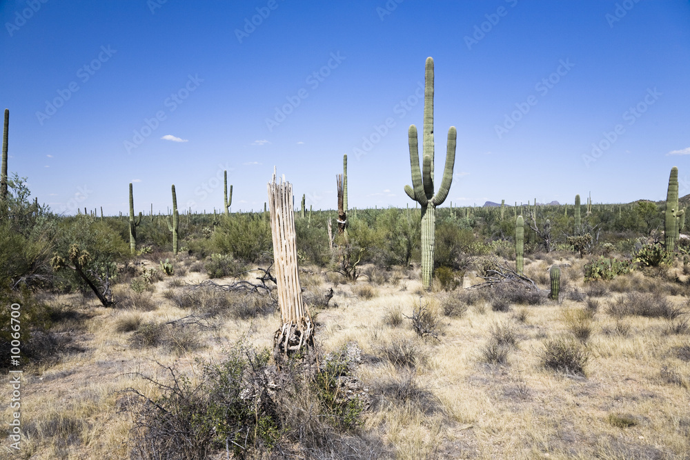 Saguaro Nationalpark Arizona