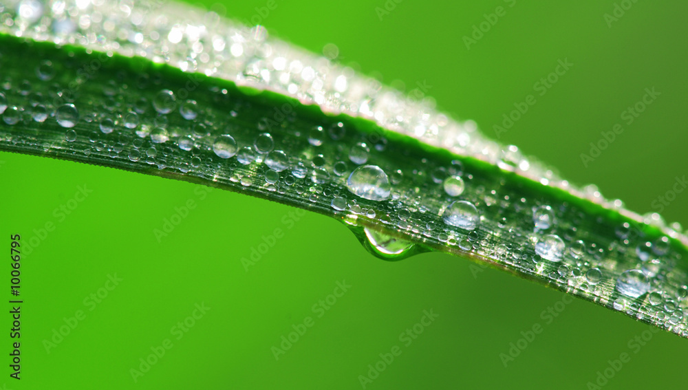 Beautiful leaf macro. Morning covered it by tiny drops of dew. Beautiful leaf macro. Morning covered it by tiny drops of dew.