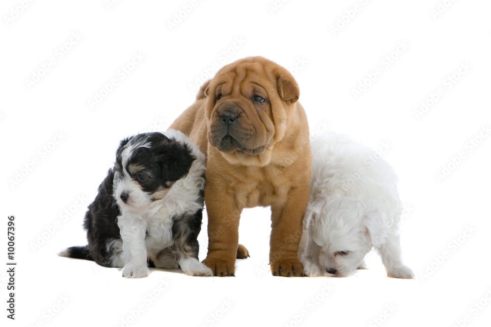 chinese temple puppies with hair and a shar pei pup