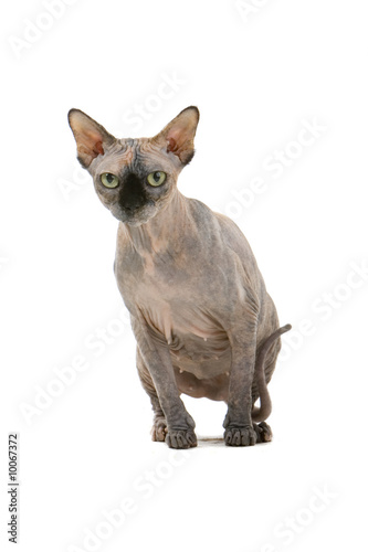 Sphynx Hairless Cat