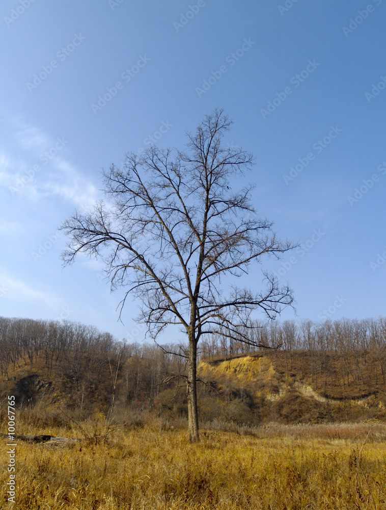 An autumn landscape with a lonely old elm An autumn landscape with a lonely old elm