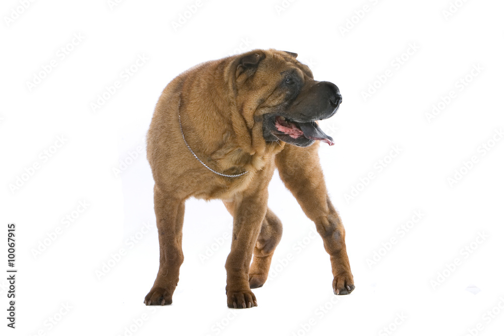 Chinese shar-pei dog