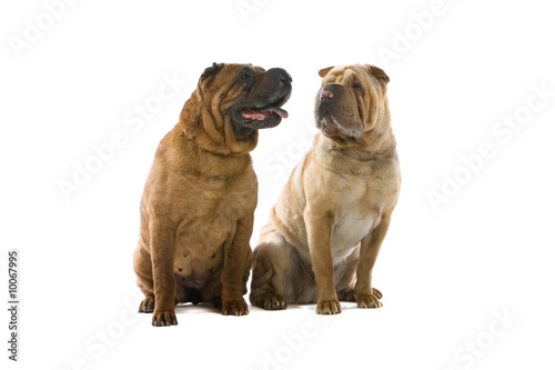 two Chinese shar-pei dogs