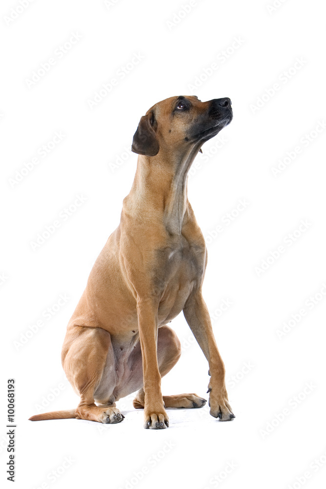 rhodesian ridgeback dog rhodesian ridgeback dog