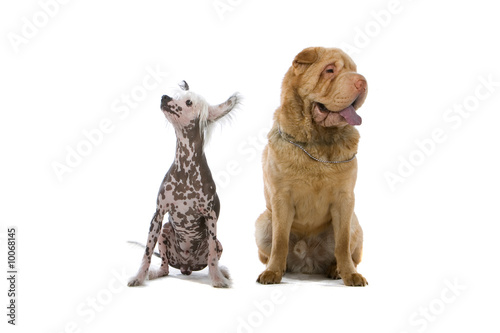 Fototapeta Naklejka Na Ścianę i Meble -  Chinese shar-pei dog and a chinese temple dog