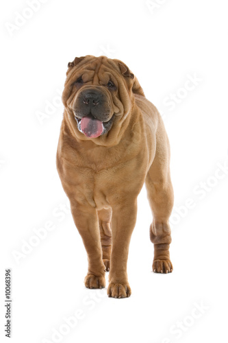 Chinese shar-pei dog