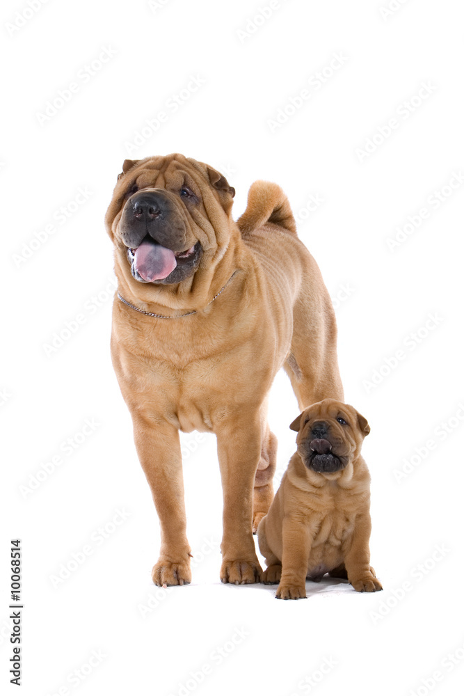 Chinese shar-pei dog and a puppy