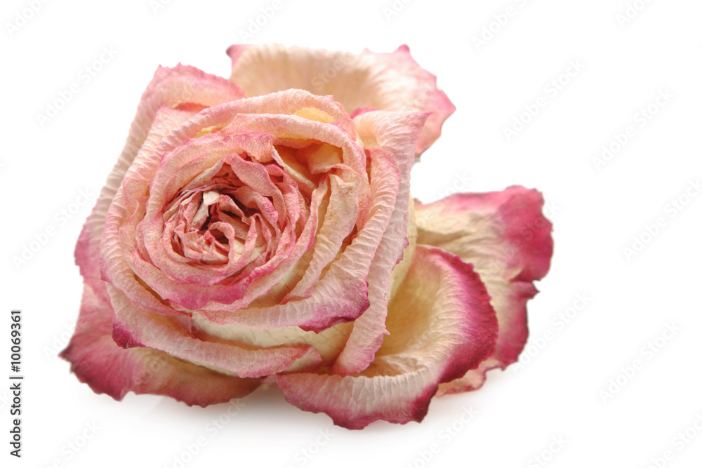 Obraz premium Withered rose isolated over white background
