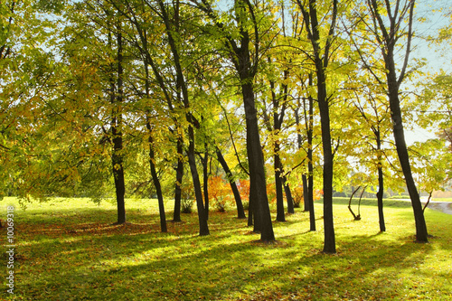 Fototapeta Naklejka Na Ścianę i Meble -  Autumn trees