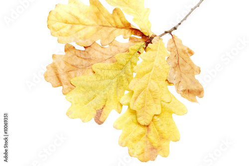 Autumn oak branch on a white background