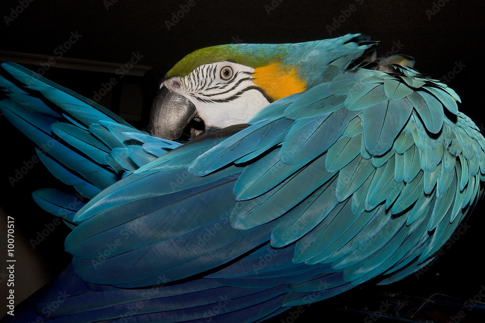 Obraz premium guacamayo