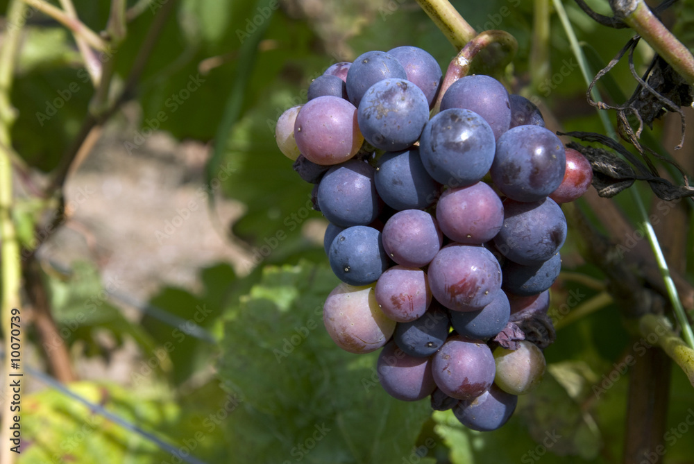 Pinot Noir Trauben, Burgund,Frankreich