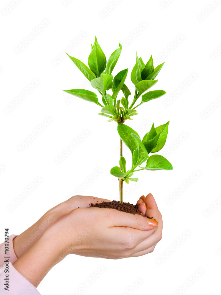 Hands and plant isolated on white background Hands and plant isolated on white background