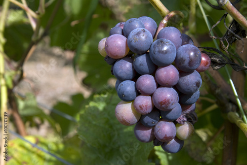 Pinot Noir Trauben, Burgund,Frankreich