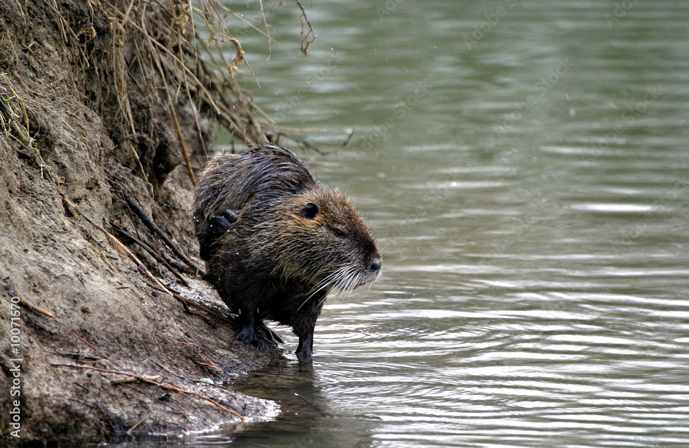 Ragondin au bord d'une rivière Ragondin au bord d'une rivière