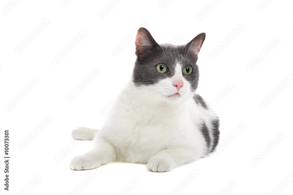 grey and white cat isolated on white