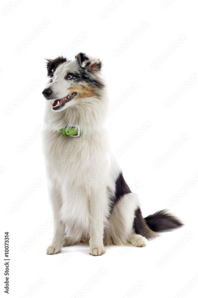 shetland sheepdog isolated on white