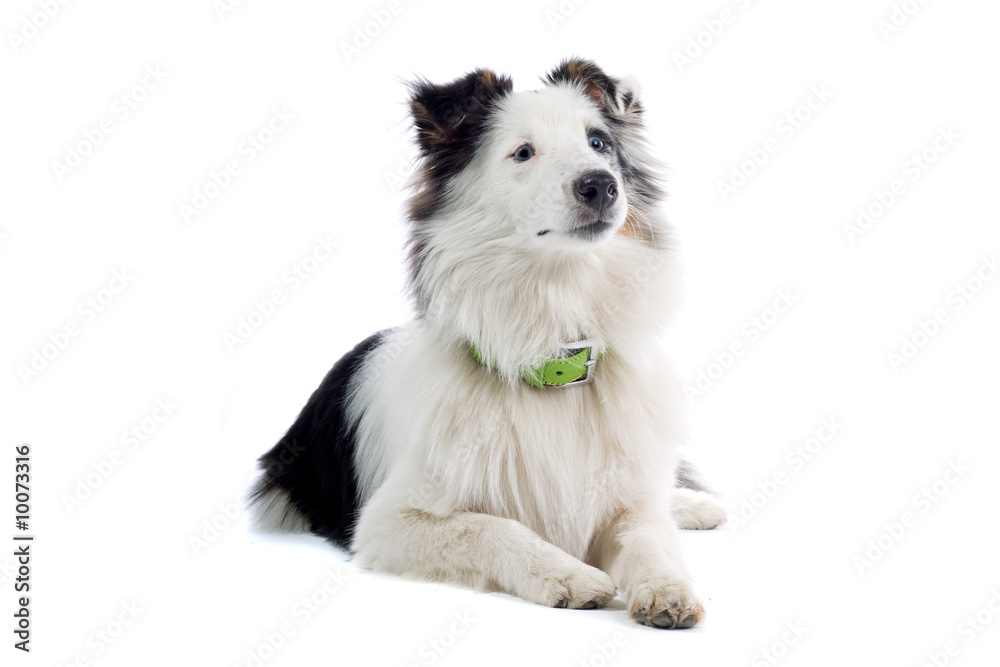 Fototapeta premium shetland sheepdog isolated on white