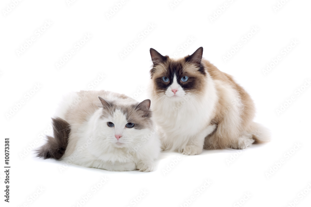 two cats isolated on white