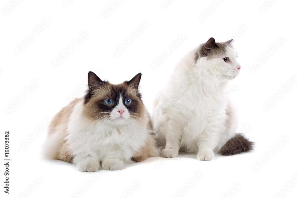 two cats isolated on white