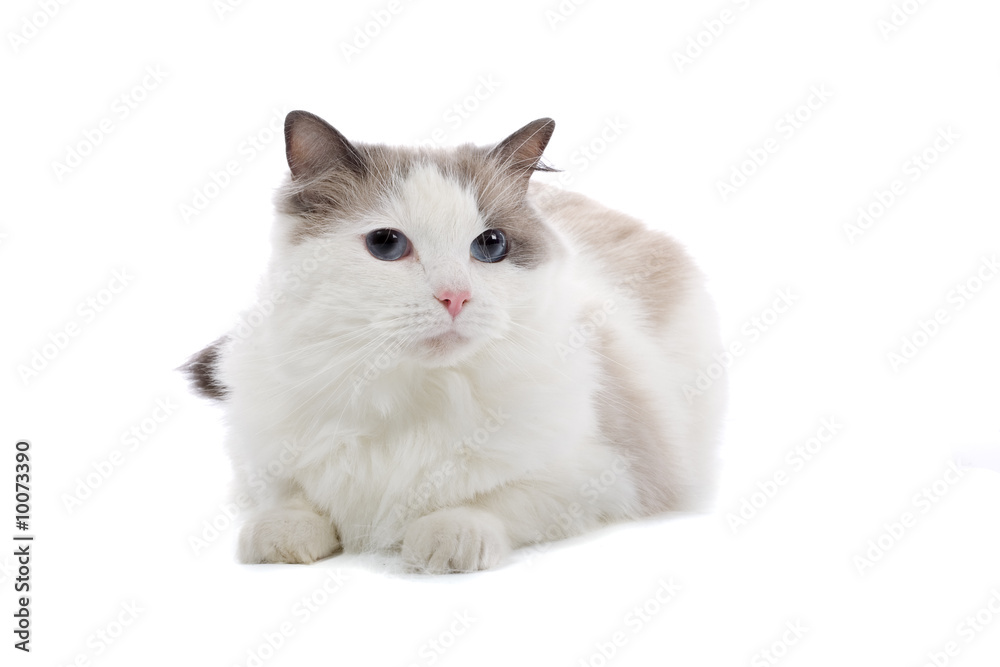 purebred cat isolated on white