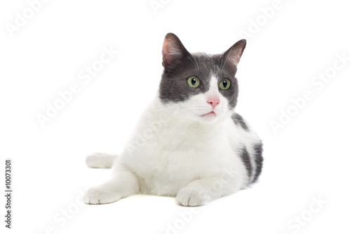 grey and white cat isolated on white