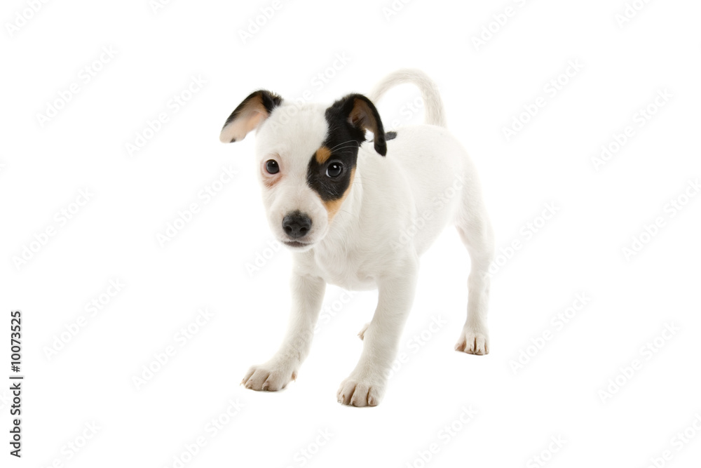 jack russel terrier puppy