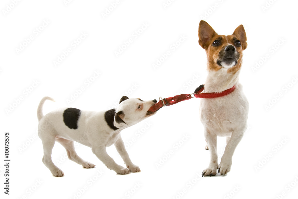 jack russell terrier dog and a jack russell terrier puppy