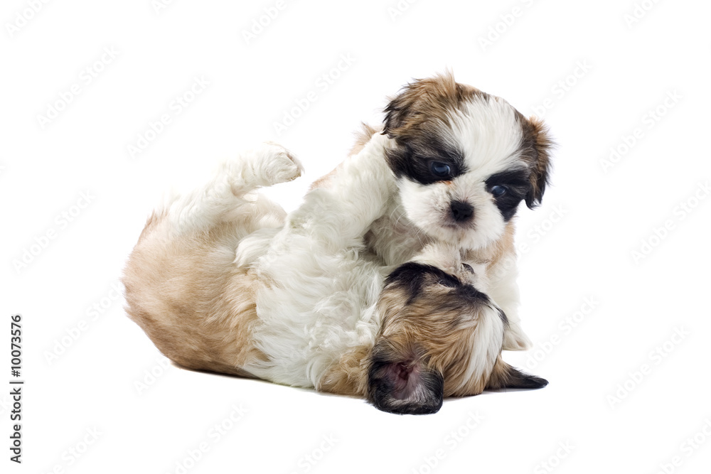shih tzu puppy