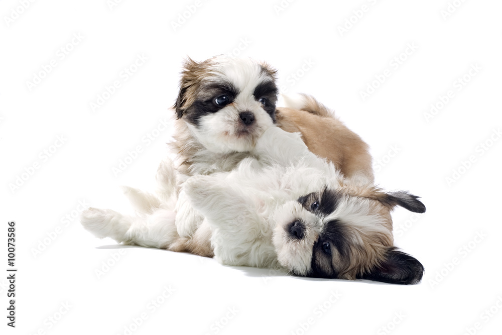 shih tzu puppy