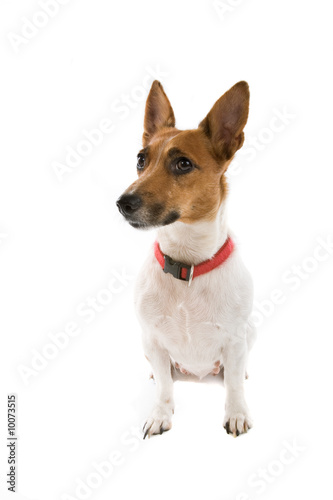 jack russel terrier © Erik Lam