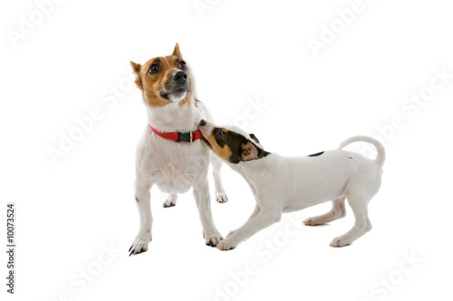 jack russell terrier dog and a jack russell terrier puppy
