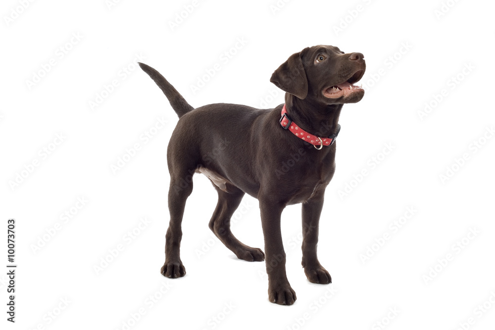 chocolate labrador pup chocolate labrador pup