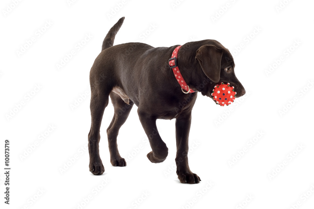 Fototapeta premium chocolate labrador pup