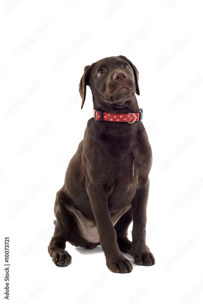 chocolate labrador pup