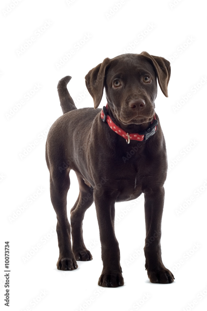 chocolate labrador pup