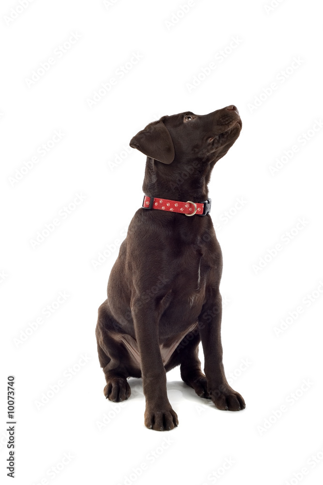 Obraz premium chocolate labrador pup