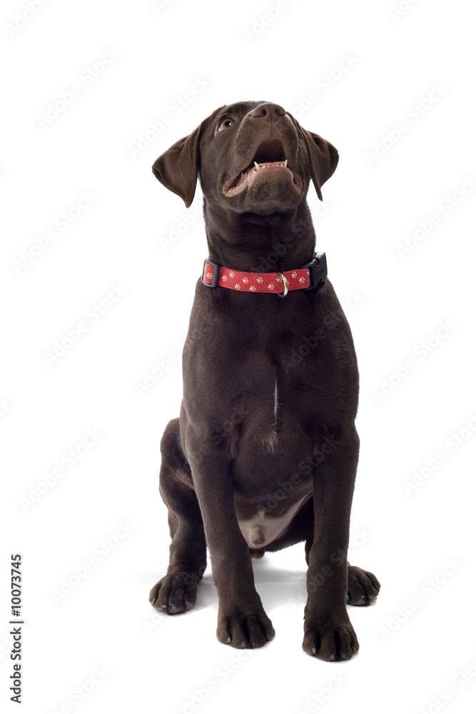 chocolate labrador pup