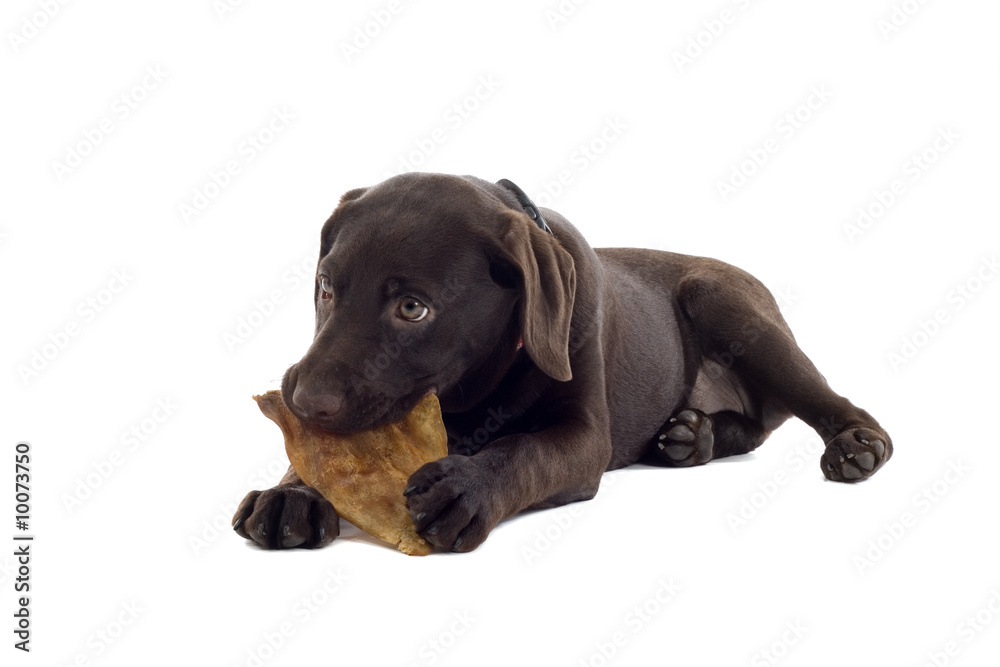 chocolate labrador pup