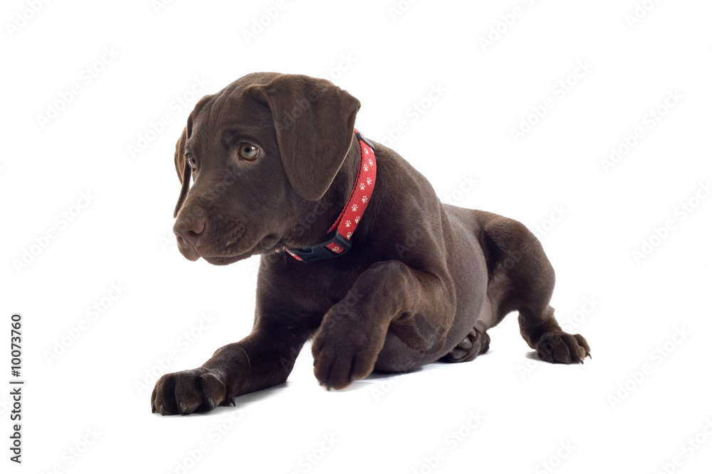 chocolate labrador pup