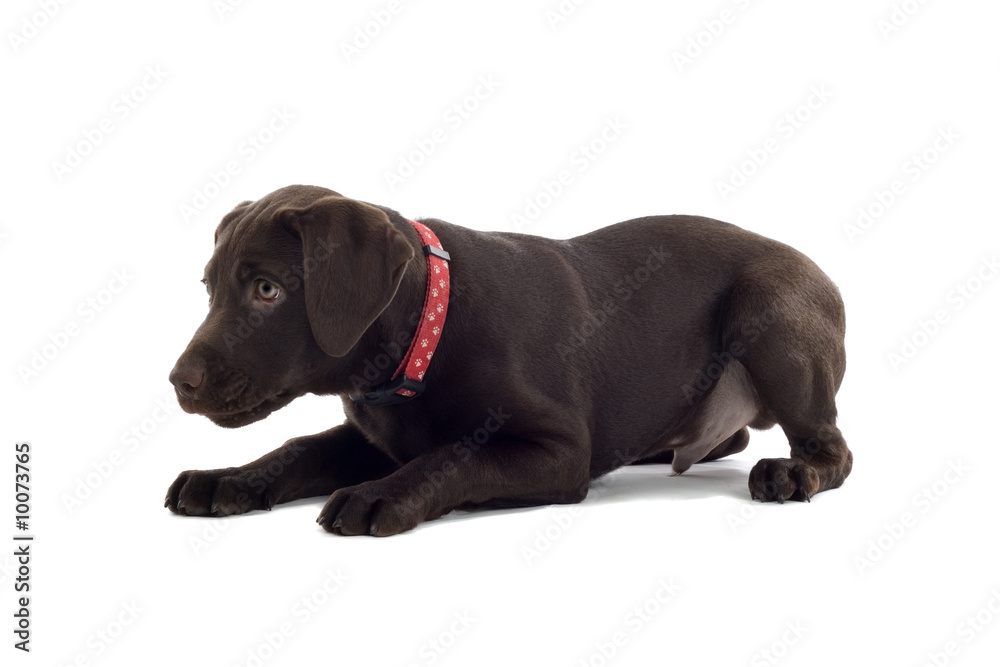 Fototapeta premium chocolate labrador pup